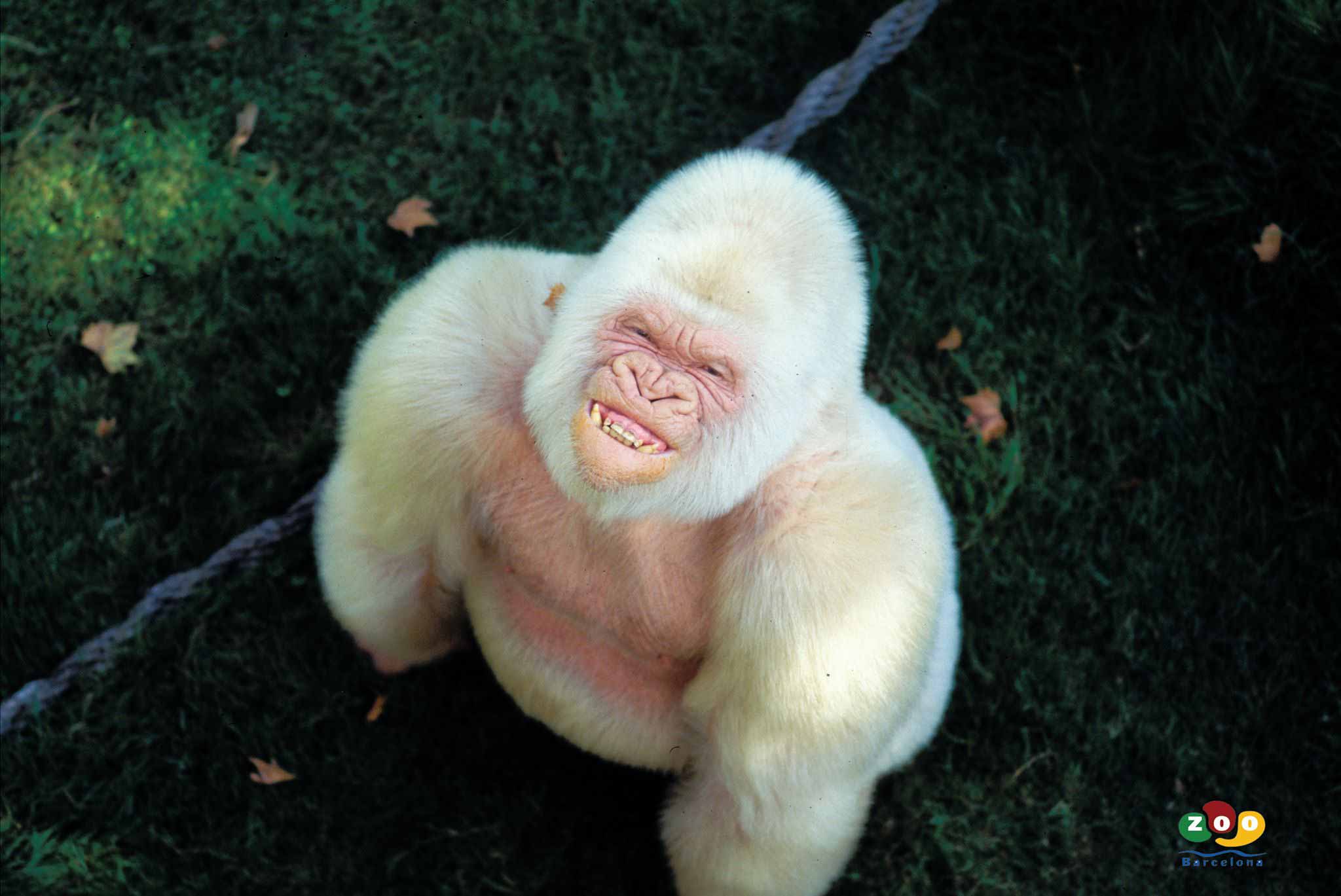 Gorille albinos flocon de neige