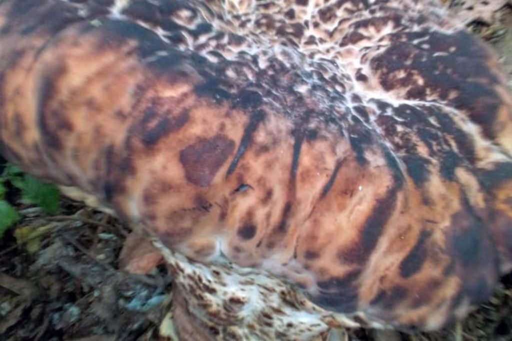 MBEL LENDANGA Champignon de la Prospérité au Cameroun