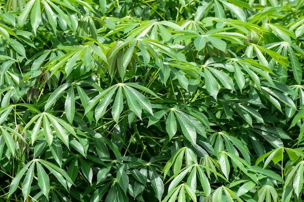 Mets de feuilles de manioc