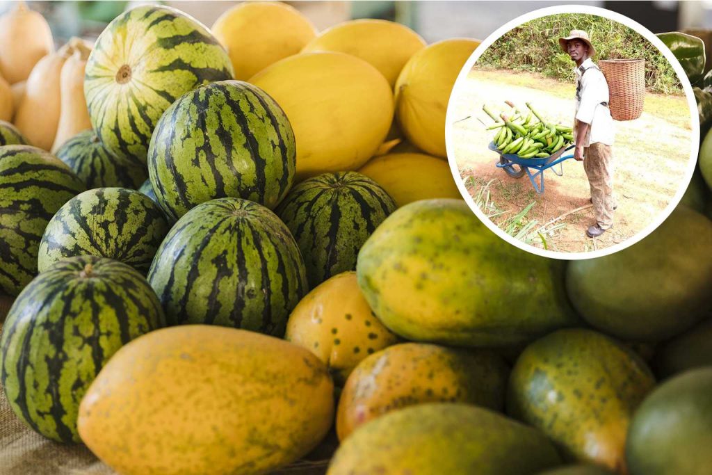 Ferme agricole au Gabon Ferme Ntemoise