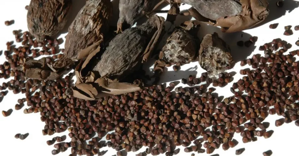 Ndong poivre de guinée